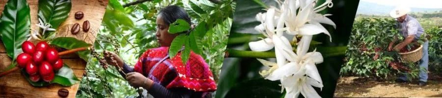 precio del cafe en la bolsa de valores,  precio del cafe, cafe latte, el cafe, coffee time, La mexicana, le cafe, cafe cafe, té, cafe bar, tipos de cafe, cafe italia, infusiones, te blanco, cafe express, coffee break, cafe, cafeterías, green coffee