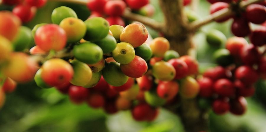 cafe tipo exportacion, cafe de exportacion