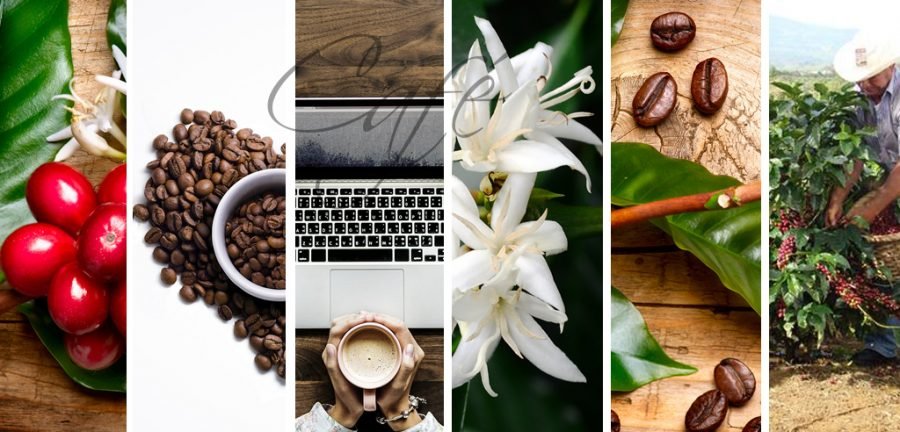 Morfología del Café, cafeto, origen del cafe, cafe nombre cientifico, forexpros cafe, forex pros cafe, tipos de cafe
