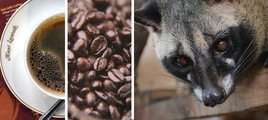 Kopi Lowak Cafe, Kupi Lowak Cafe, kopi luwak amazon, kopi luwak precio, forexpros cafe, cafe mas caro del mundo, cafe mas caro del mundo precio