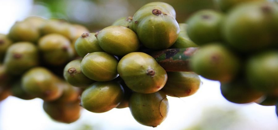 Cafe Verde, como tomar cafe verde en capsulas, cafe con te verde