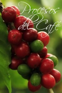 cafe tipo exportacion, cafe de exportacion