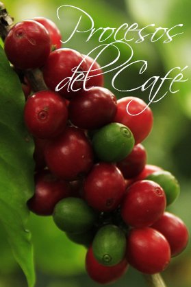 ▷ PROCESO DE PRODUCCIÓN DEL CAFÉ de la Semilla a la Taza 2020