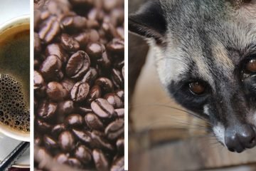 Kopi Lowak Cafe, Kupi Lowak Cafe, kopi luwak amazon, kopi luwak precio, forexpros cafe, cafe mas caro del mundo, cafe mas caro del mundo precio