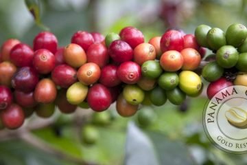 Café Geisha, cafe gesha, gesha coffee, geisha coffee